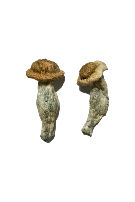 Buy Shepherd Penis Envy Magic Mushroom