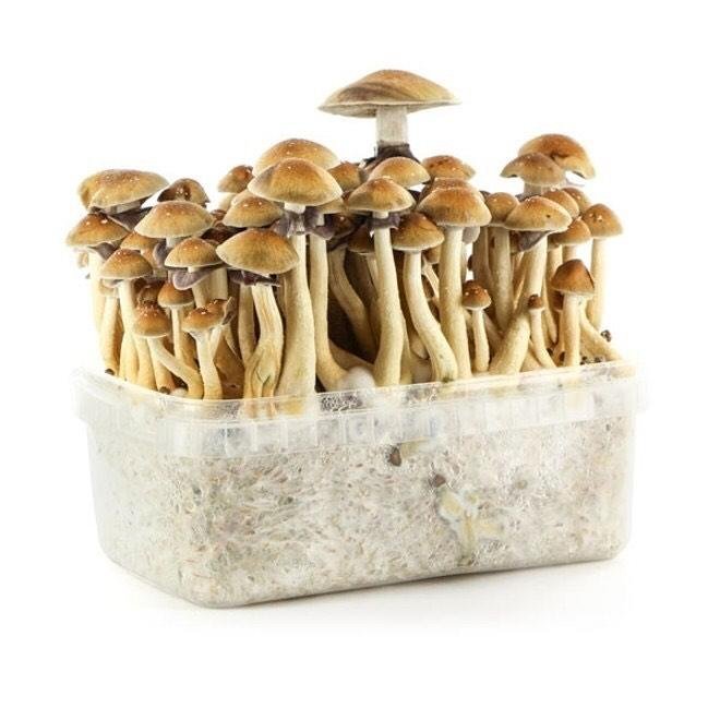 Mushroom Grow kits