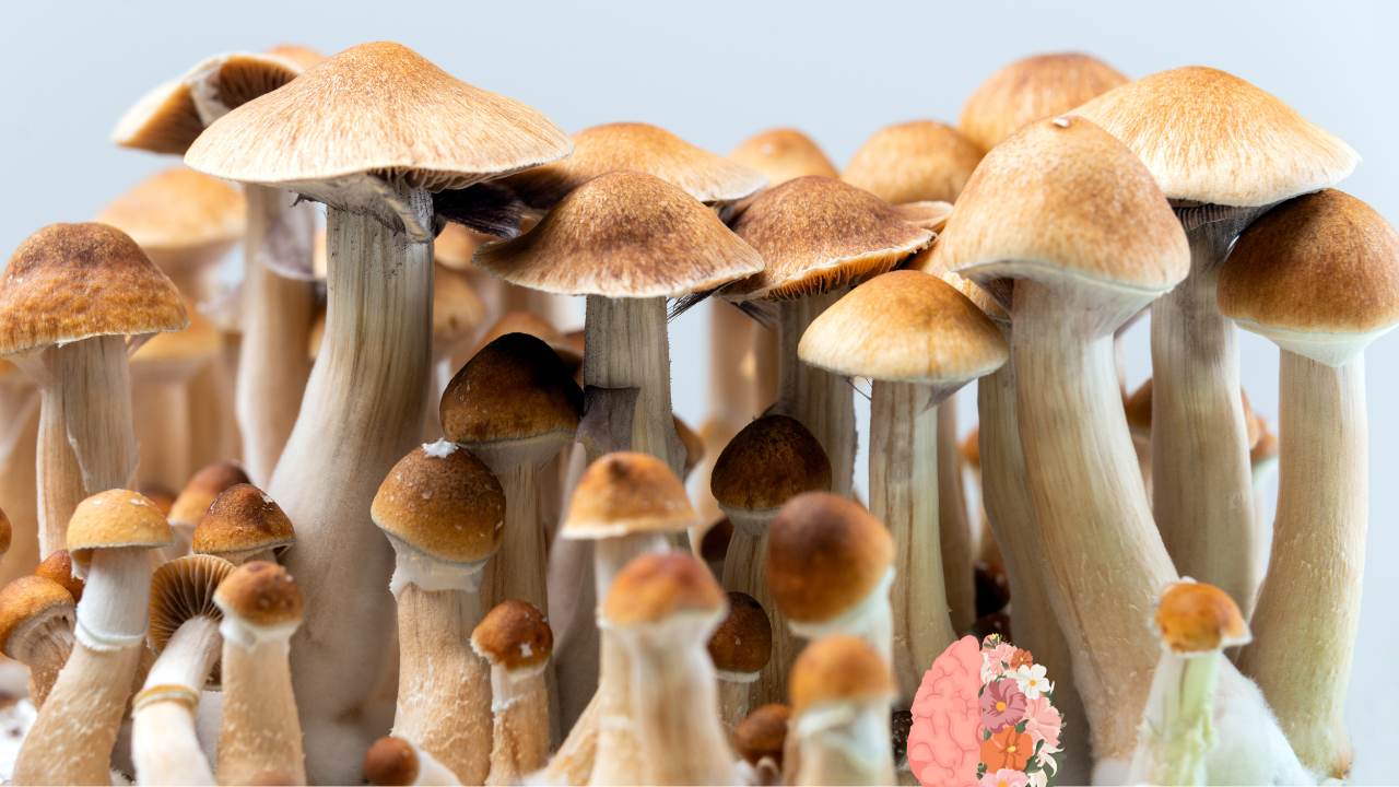 Magic Mushrooms, Psilocybin and Mental Health
