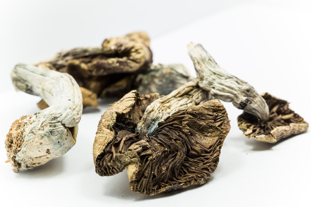 Psilocybin 1