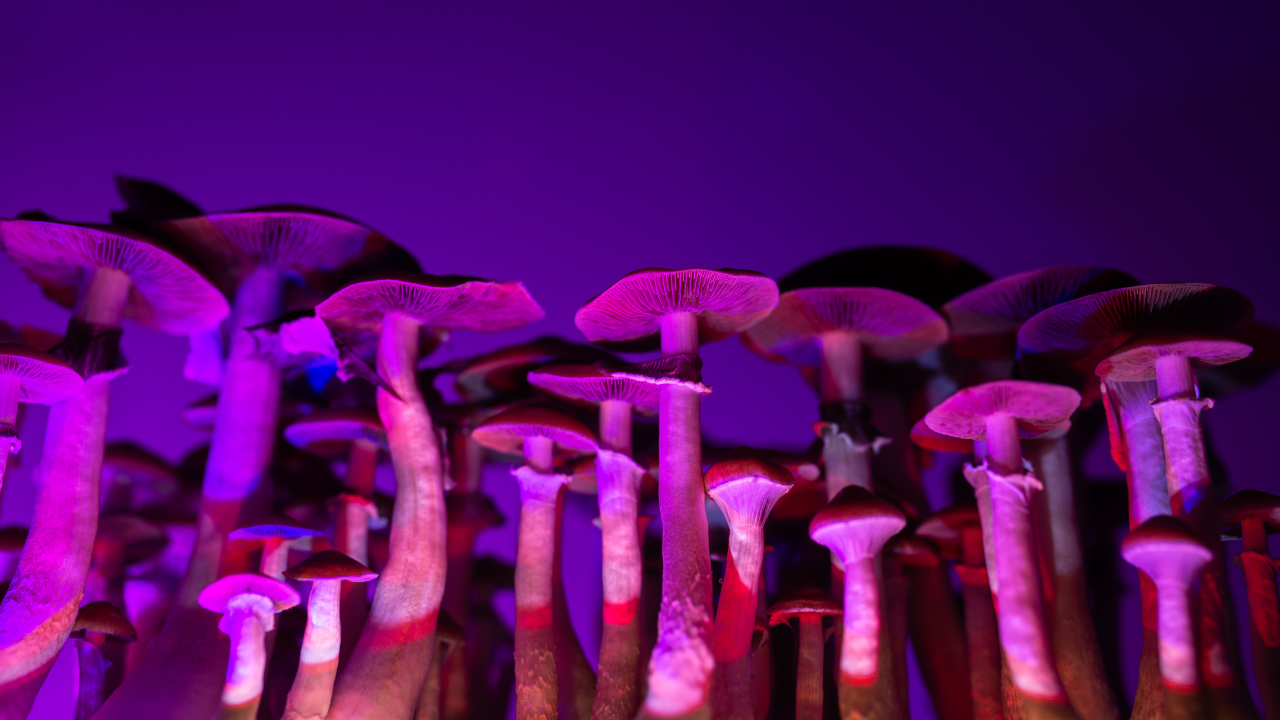 Psilocybin (Magic Mushrooms)