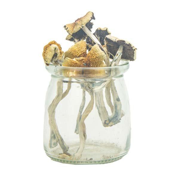 Wollygong Magic Mushrooms